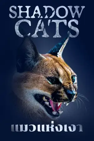 ดูสารคดี Shadow Cats 2022 แมวแห่งเงา HD บรรยายไทย